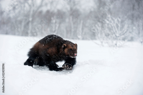 Norway, Bardu, wolverine walking through snow
