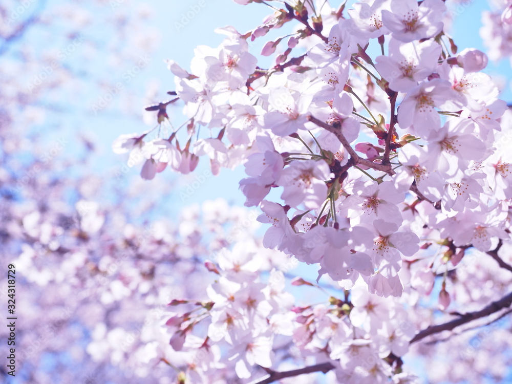 Obraz premium 満開の桜 千鳥ヶ淵