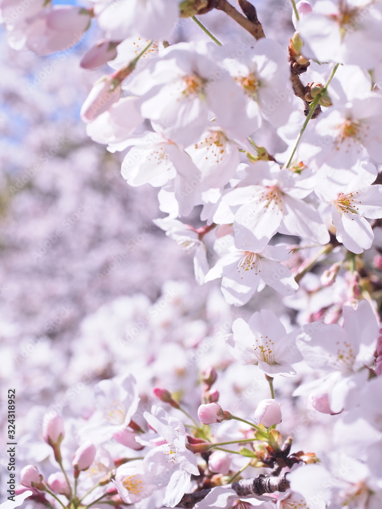 Obraz premium 満開の桜 千鳥ヶ淵