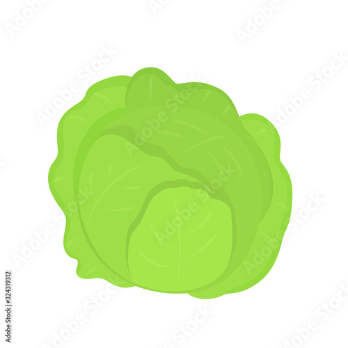 Fresh green cabbage vegetable isolated. Vector illustration in flat style