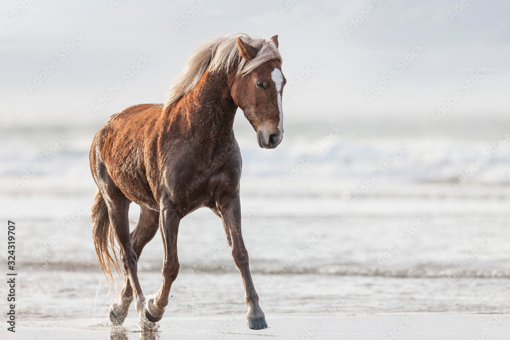 Brown horse running on a beach Brown horse running on a beach