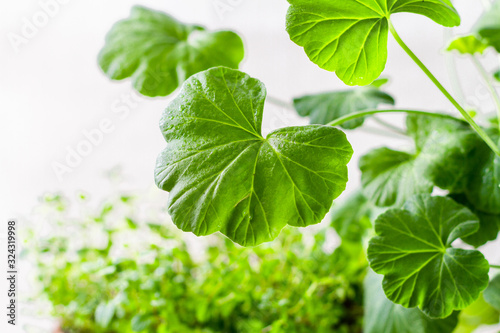 houseplants on a white background  geraniums