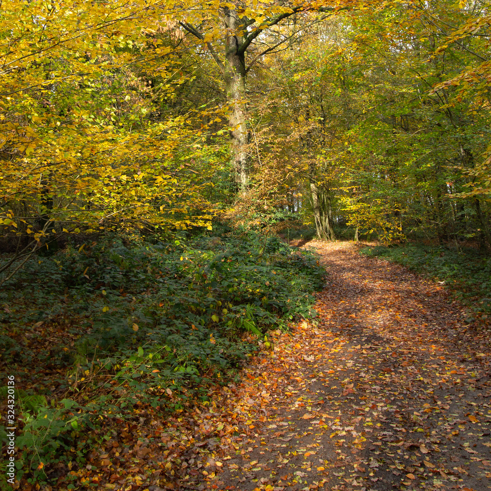 En forêt En forêt