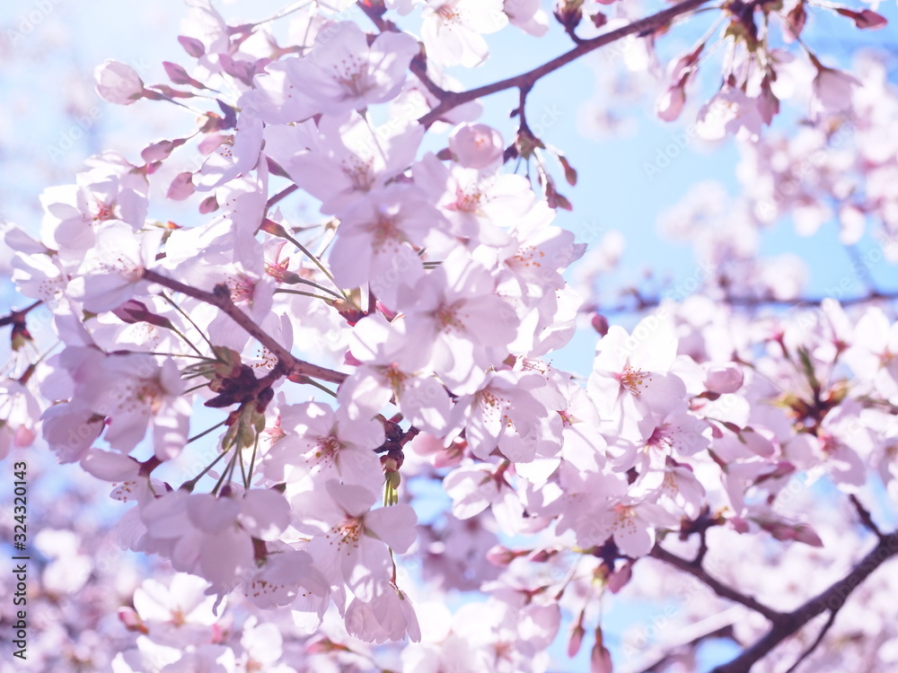 満開の桜　千鳥ヶ淵