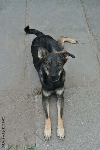 Elegance dog without race laying on the ground  photo