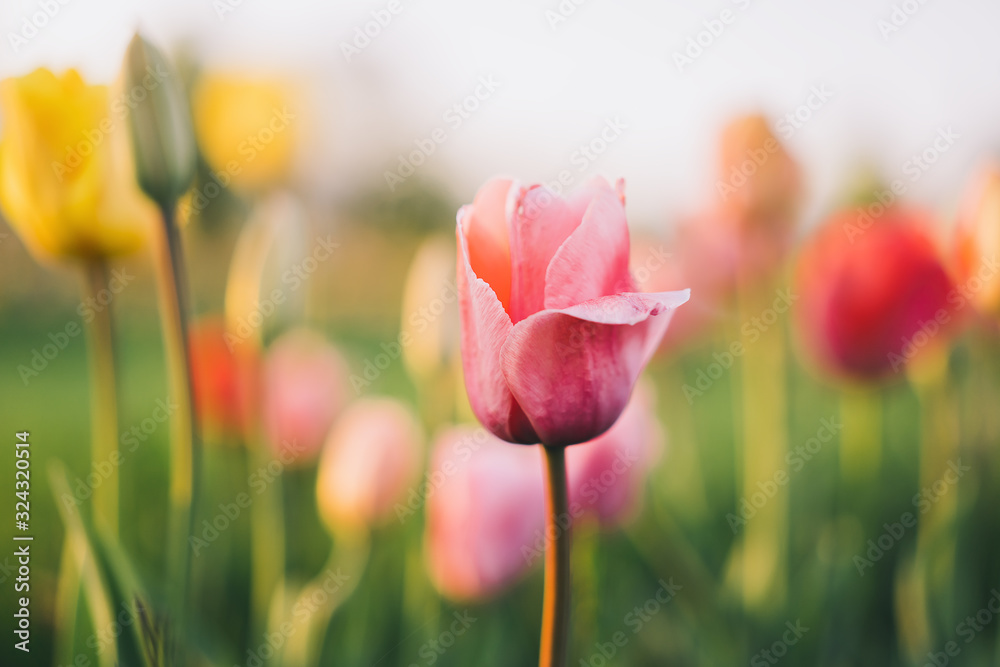 Fototapeta premium Tulip field in Arboretum, Slovenia, Europe