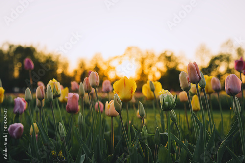 Tulip field in Arboretum, Slovenia, Europe photo