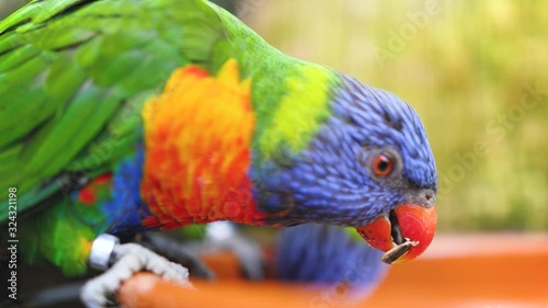 Closeup 4k video of two rainbow parrots eating seeds and nuts from feeder in zoo photo