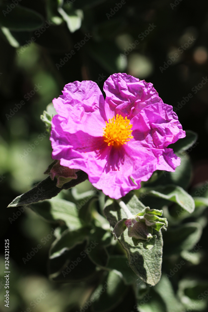 Fototapeta premium SW - FLORES 15