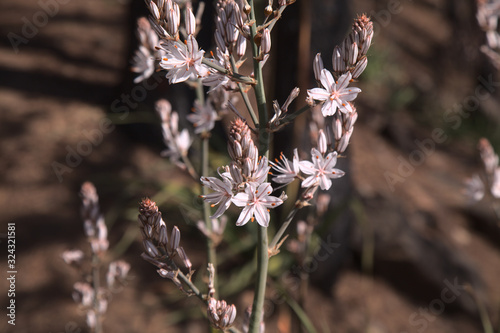 Flora of Gran Canaria - Asphodelus ramosus, branched asphodel photo