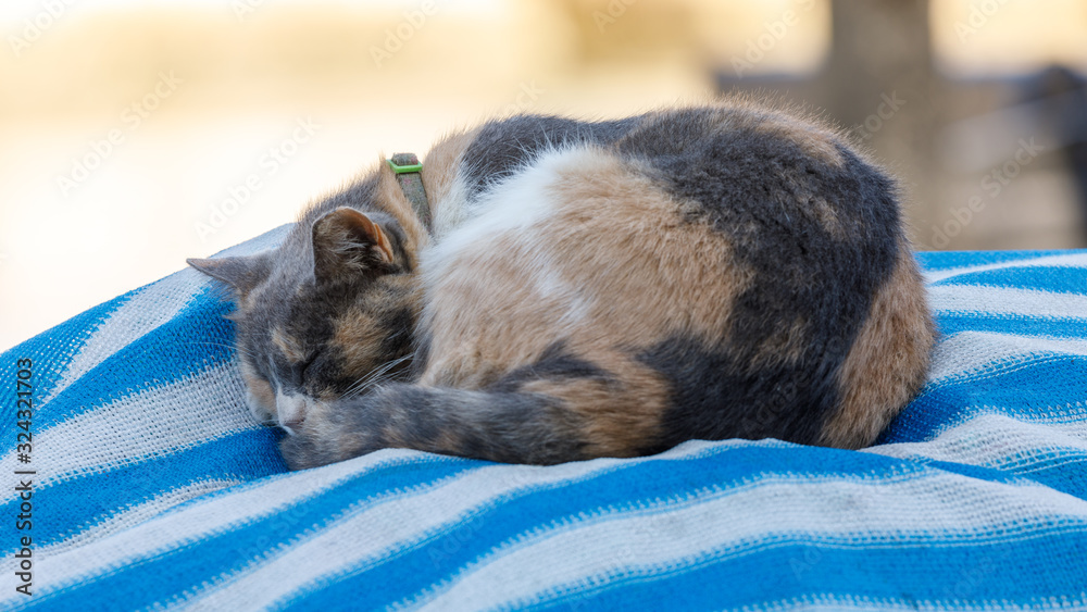 Homeless cat is sleeping on the stripe fabric