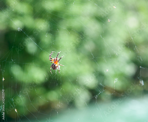 Large spider in spider web