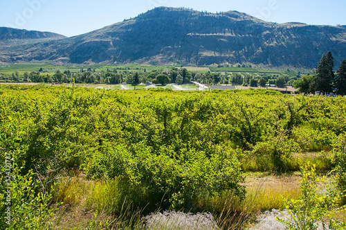 Landscape rural orchards near Tonasket Washington