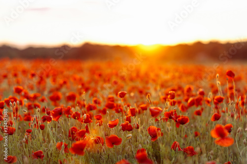 Tapet Poppies on green field on summer sunset