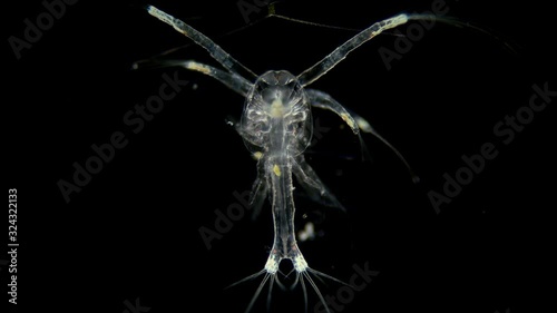 shrimp larva at the protozoea stage under a microscope, after moulting passes to the stage - zoea, this is a pelagic larva of decapod crustaceans photo