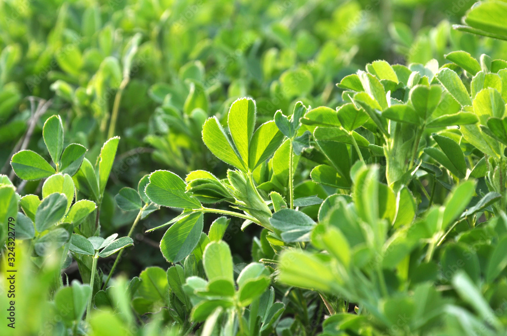 Fototapeta premium In the spring field young alfalfa grows
