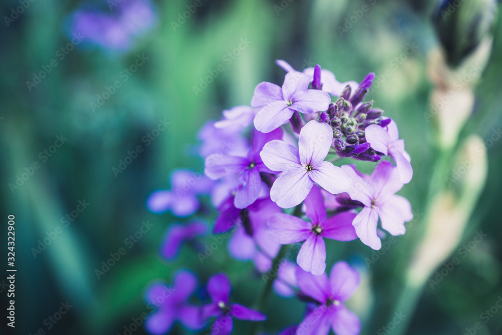 Hesperis matrolnalis flowers blooming in the garden. Selective focus. Shallow depth of field.