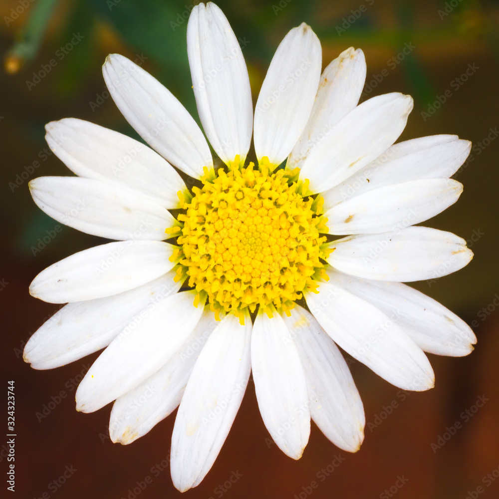 Fototapeta premium Macro Daisy