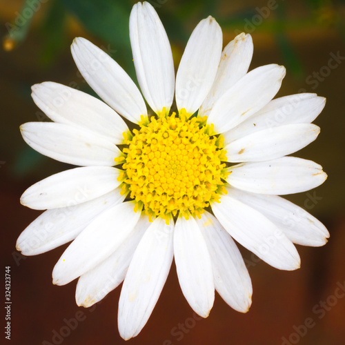 Macro Daisy