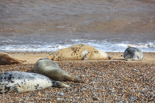 seal on beach