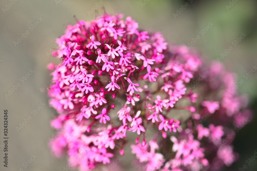 Obraz premium Flora of Gran Canaria - Centranthus ruber, red valerian natural macro background