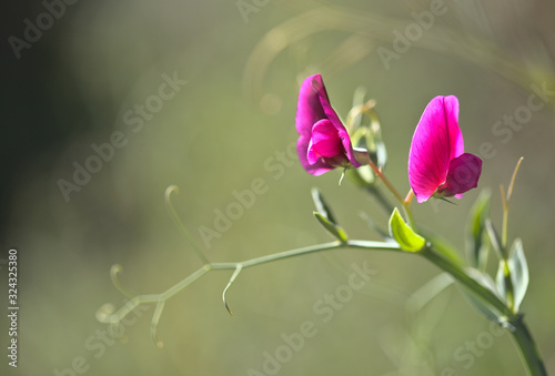 Flora of Gran Canaria - Lathyrus tingitanus,Tangier pea natural macro background photo