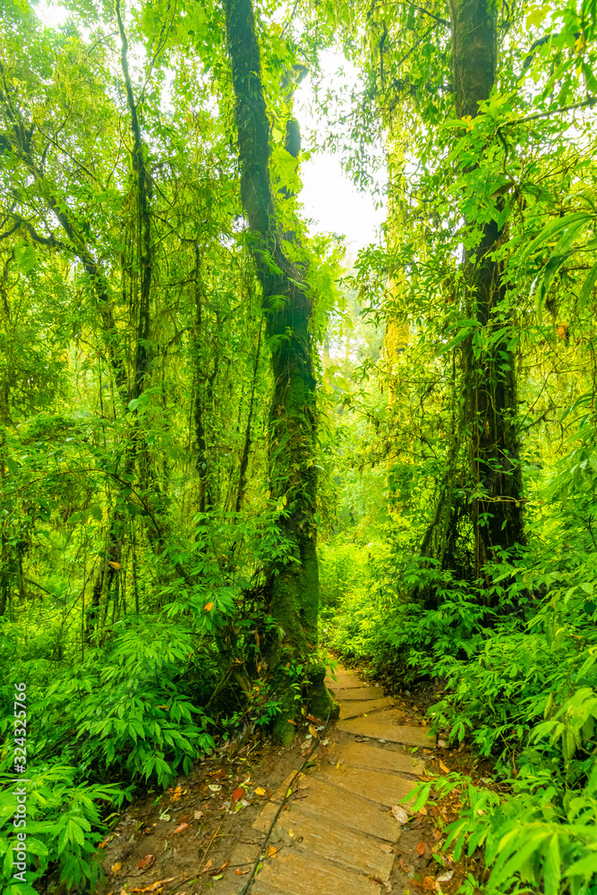 Wooden tourist path at Doi Inthanon national park, Thailand. Beautiful place in tropical rainforest with fresh green plants after rain with big humidity and fog in far. Chiang Mai province Wooden tourist path at Doi Inthanon national park, Thailand. Beautiful place in tropical rainforest with fresh green plants after rain with big humidity and fog in far. Chiang Mai province
