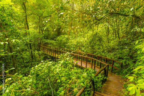 Wooden tourist path at Doi Inthanon national park  Thailand. Beautiful place in tropical rainforest with fresh green plants after rain with big humidity and fog in far. Chiang Mai province