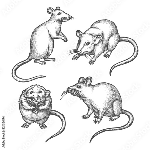 Mouse sketch or hand drawn rat. Lab rodent