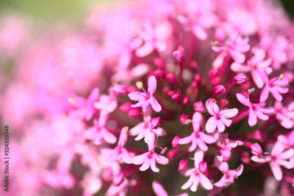 Flora of Gran Canaria - Centranthus ruber, red valerian natural macro background Flora of Gran Canaria - Centranthus ruber, red valerian natural macro background