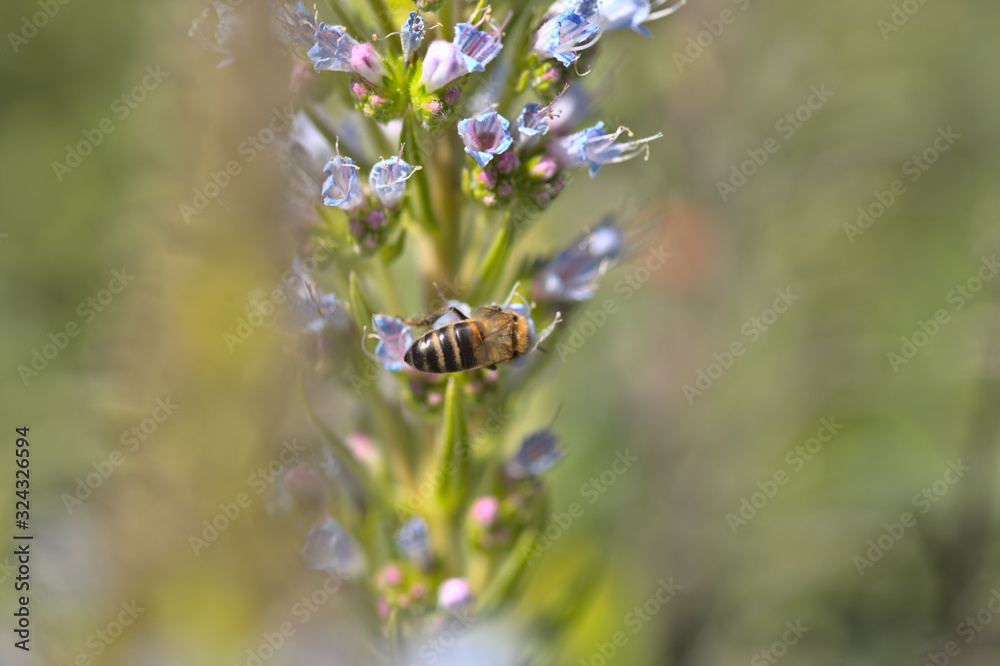 Flora of Gran Canaria - Echium callithyrsum, blue bugloss of Gran Canaria, endemic to the island and found mostly in Tenteniguada area, background
