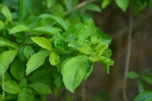 Wallpaper Mural green leaves in the garden Torontodigital.ca
