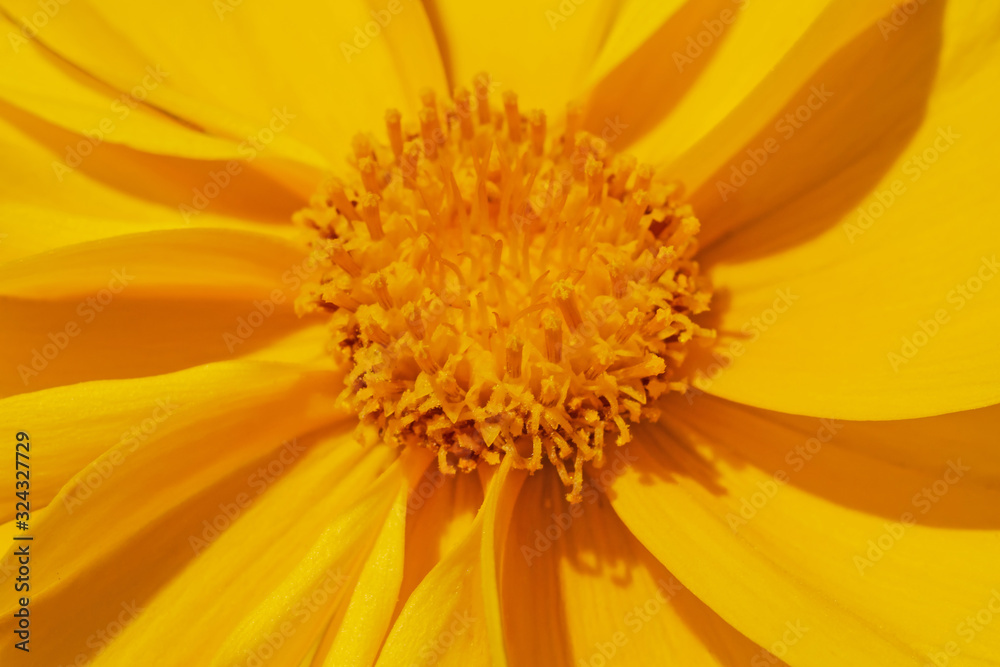 close up of yellow flower