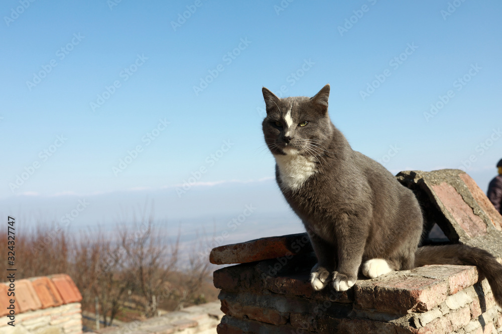 Cat on background of Alazani Valley