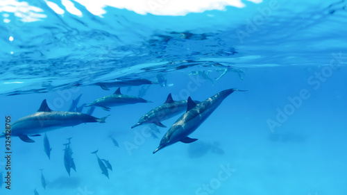 Family, a herd of dolphins on the high seas next to an anchored yacht