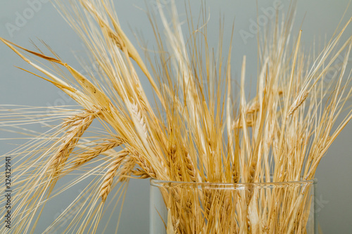 Golden ripe wheat in a glass vase, vintage background, copy space