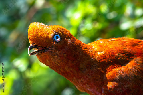 Female Andean cock-of-the-rock (Rupicola peruvianus), also known as tunki. is a large passerine bird of the cotinga family native to Andean cloud forests in South America.  photo