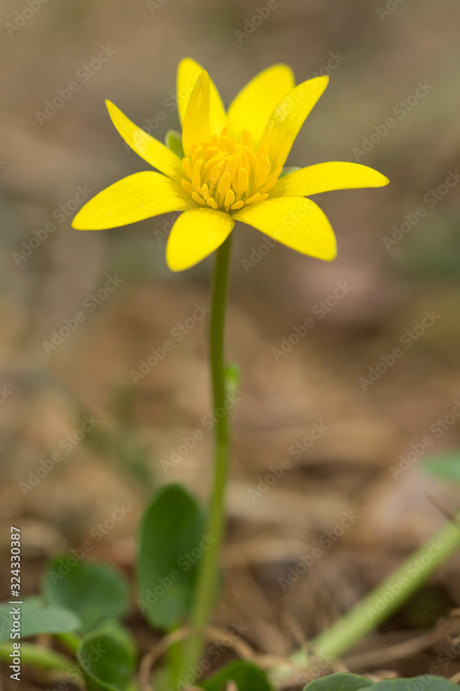Ficaria verna, Ranunculus ficaria L., or lesser celandine, pilewort, fig buttercup, low-growing hairless perennial flowering plant in the buttercup family Ranunculaceae, Europe. Heart-shaped leaf Ficaria verna, Ranunculus ficaria L., or lesser celandine, pilewort, fig buttercup, low-growing hairless perennial flowering plant in the buttercup family Ranunculaceae, Europe. Heart-shaped leaf