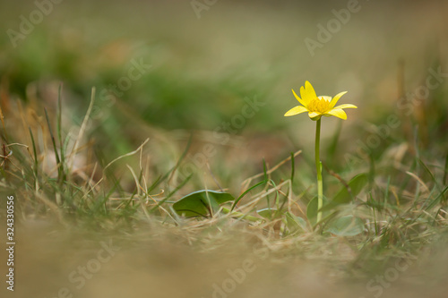 Ficaria verna, Ranunculus ficaria L., or lesser celandine, pilewort, fig buttercup, low-growing hairless perennial flowering plant in the buttercup family Ranunculaceae, native to Europe. Heart-shaped