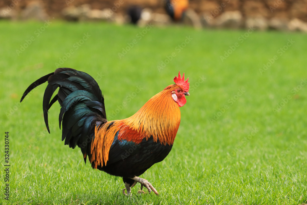 Beautiful Rooster standing on the grass