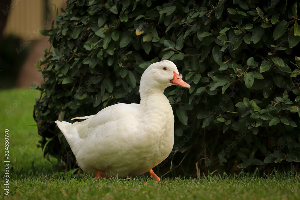 A white duck on the green grass field A white duck on the green grass field
