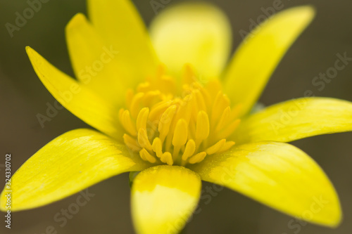 Ficaria verna, Ranunculus ficaria L., or lesser celandine, pilewort, fig buttercup, low-growing hairless perennial flowering plant in the buttercup family Ranunculaceae, Europe. Heart-shaped leaf