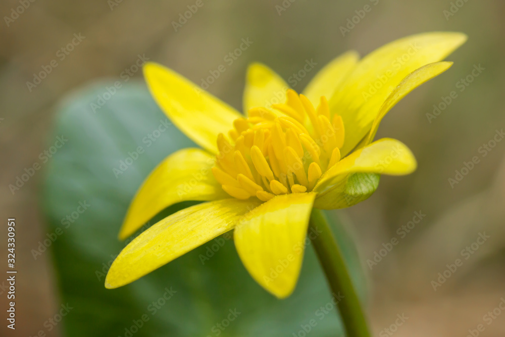 Ficaria verna, Ranunculus ficaria L., or lesser celandine, pilewort, fig buttercup, low-growing hairless perennial flowering plant in the buttercup family Ranunculaceae, Europe. Heart-shaped leaf Ficaria verna, Ranunculus ficaria L., or lesser celandine, pilewort, fig buttercup, low-growing hairless perennial flowering plant in the buttercup family Ranunculaceae, Europe. Heart-shaped leaf