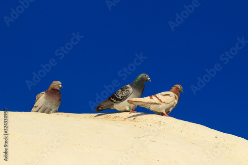 Pigeons on a white wall with blue sky in background.