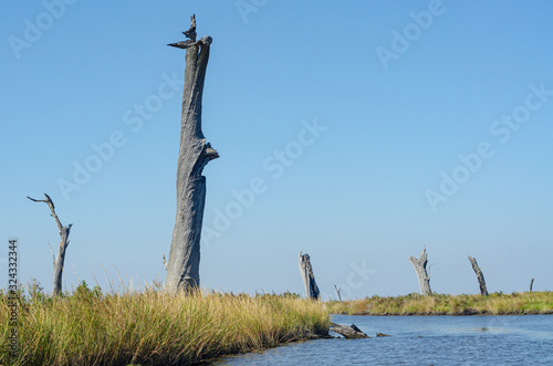 Dead Trees on the Coast of Louisiana Due to Salt Water Intrusion, Subsidence and Global Warming photo