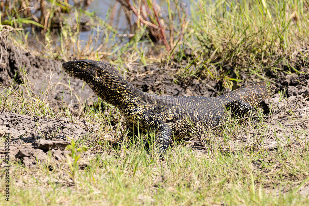 Naklejka premium Varan