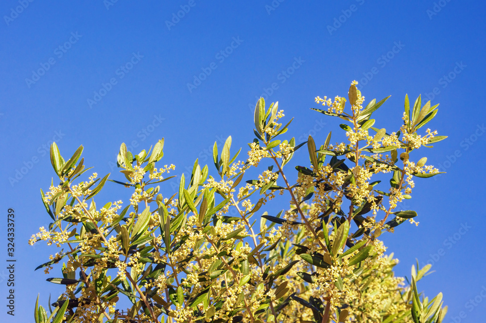 Obraz premium Springtime. Branches of olive tree with leaves and flowers against blue sky