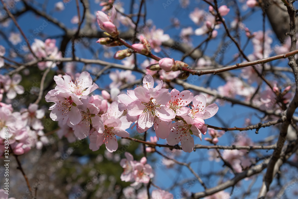flowers of fruit trees on a background of blue sky. Branches of flowering trees flowers of fruit trees on a background of blue sky. Branches of flowering trees