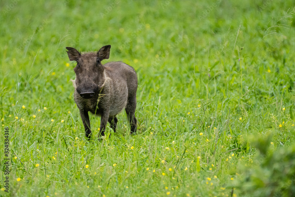 Fototapeta premium Warzenschwein