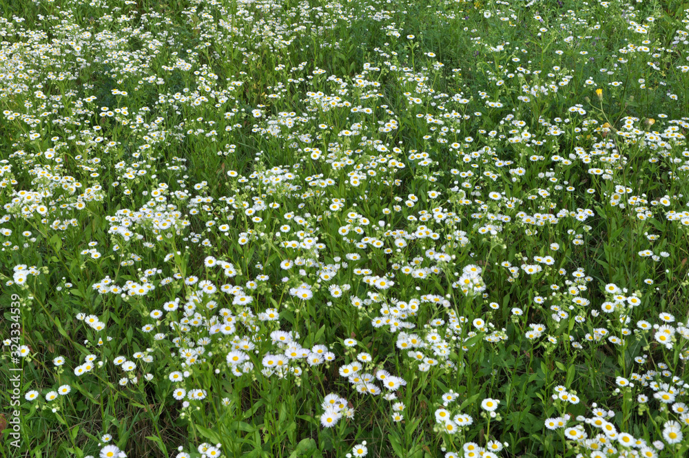 In the meadow, blooms in the wild Erigeron annuus